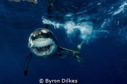HOW ABOUT A HUG? A large, male white shark in ‘full attac... by Byron Dilkes 